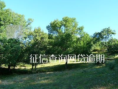征信查询网贷逾期一个月以内 征信查询网贷逾期一个月以内