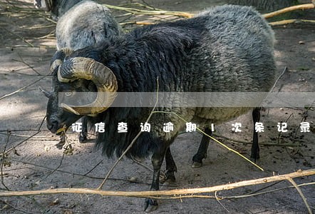 征信查询逾期1次条记录吗 征信查询逾期1次条记录吗