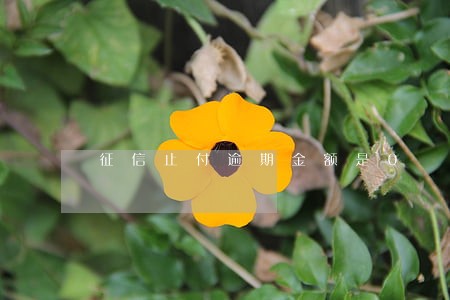征信止付逾期金额是0 征信止付逾期金额是0