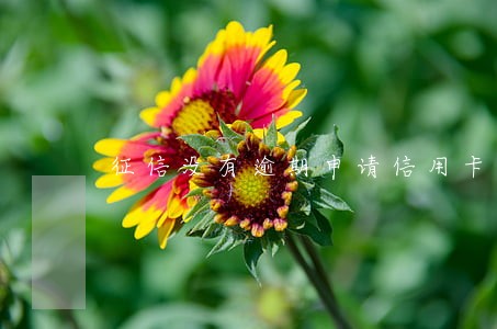 征信没有逾期申请信用卡秒拒 征信没有逾期申请信用卡秒拒