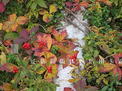 征信简版体现信用卡逾期吗 征信简版体现信用卡逾期吗