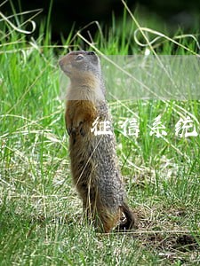 征信系统显示5年内有逾期 征信系统显示5年内有逾期