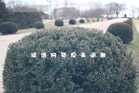 征信网贷但未逾期