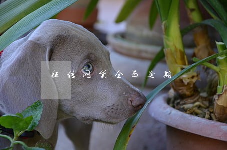 征信网贷全面逾期 征信网贷全面逾期