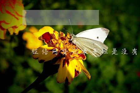 征信网贷记录多但是没有逾期 征信网贷记录多但是没有逾期