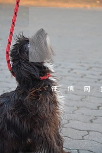 征信网贷逾期可以贷款买房么 征信网贷逾期可以贷款买房么