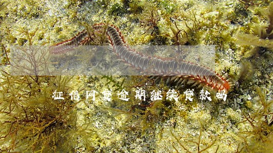 征信网贷逾期继续贷款吗 征信网贷逾期继续贷款吗