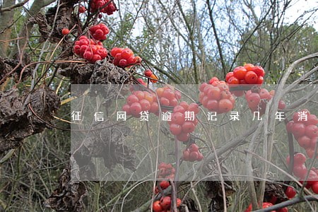 征信网贷逾期记录几年消除