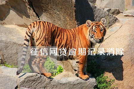 征信网贷逾期记录消除 征信网贷逾期记录消除