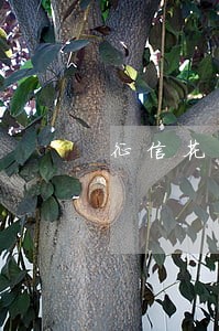 征信花了没逾期可以借什么网贷