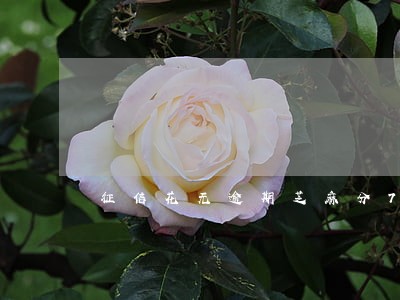 征信花无逾期芝麻分740