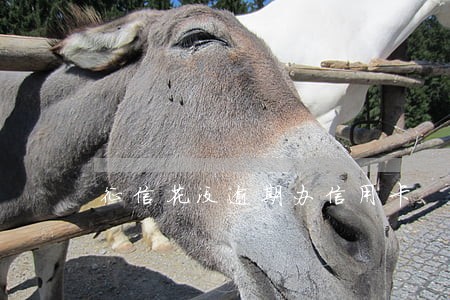征信花没逾期办信用卡 征信花没逾期办信用卡
