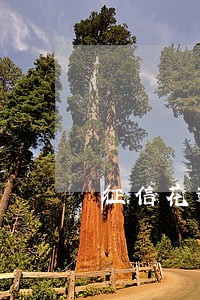 征信花逾期必下的信用卡 征信花逾期必下的信用卡