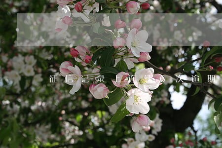 征信记录上连续6次逾期