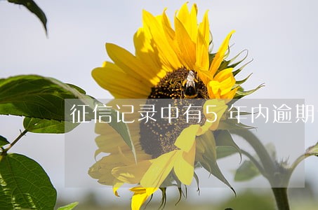 征信记录中有5年内逾期记录吗 征信记录中有5年内逾期记录吗
