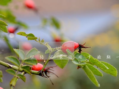 征信记录信用卡逾期一次严重么 征信记录信用卡逾期一次严重么