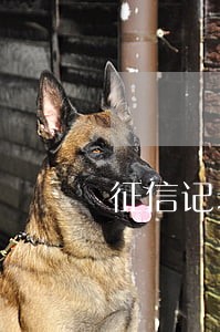 征信记录显示逾期账户次数3次