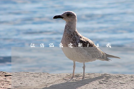 征信记录逾期18次 征信记录逾期18次