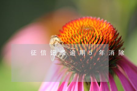 征信记录逾期5年消除