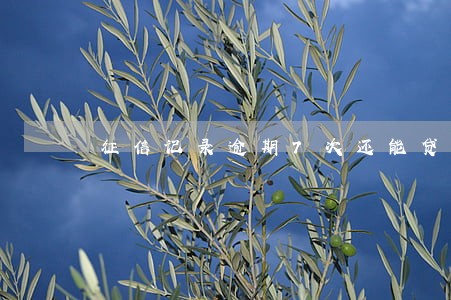 征信记录逾期7次还能贷款吗 征信记录逾期7次还能贷款吗