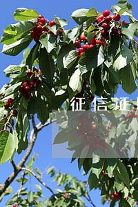 征信证明有信用卡逾期 征信证明有信用卡逾期