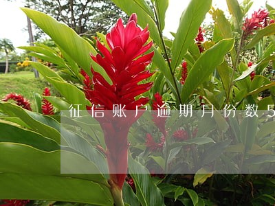 征信账户逾期月份数5次 征信账户逾期月份数5次