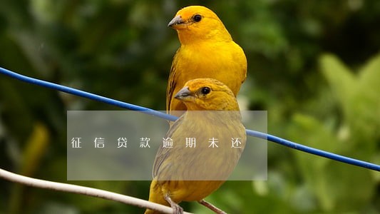 征信贷款逾期未还 征信贷款逾期未还