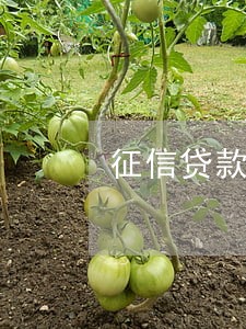 征信贷款逾期笔数8 征信贷款逾期笔数8