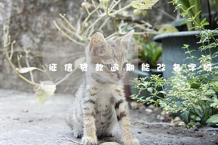 征信贷款逾期能改名字吗 征信贷款逾期能改名字吗