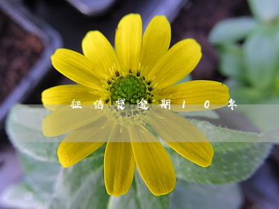 征信贷逾期10年 征信贷逾期10年