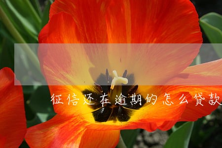 征信还在逾期的怎么贷款 征信还在逾期的怎么贷款