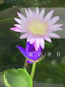 征信还在逾期能申请信用卡吗 征信还在逾期能申请信用卡吗