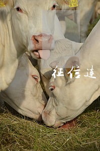 征信连续7月逾期 征信连续7月逾期