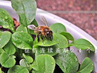 征信连续逾期24个月 征信连续逾期24个月