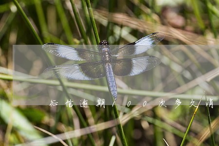 征信逾期100次多久消除