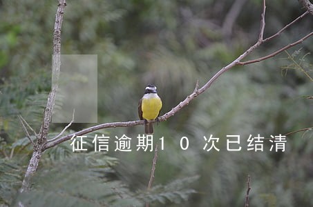 征信逾期10次已结清 征信逾期10次已结清