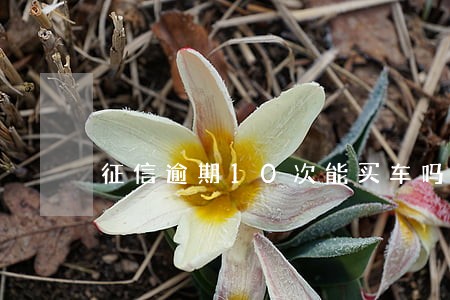 征信逾期10次能买车吗