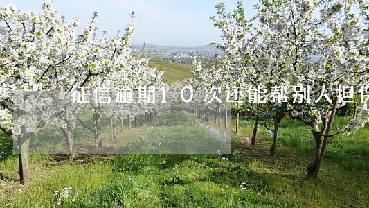 征信逾期10次还能帮别人担保吗 征信逾期10次还能帮别人担保吗