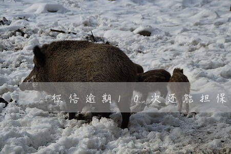 征信逾期10次还能担保吗 征信逾期10次还能担保吗