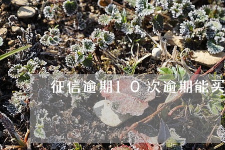 征信逾期10次逾期能买房吗