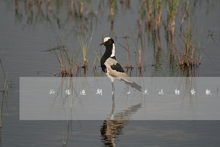 征信逾期12次还能贷款吗 征信逾期12次还能贷款吗