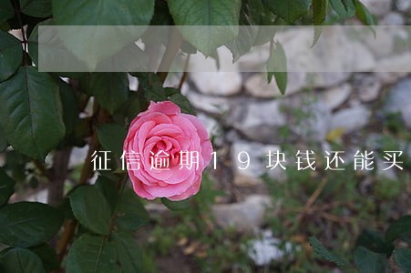 征信逾期19块钱还能买房吗 征信逾期19块钱还能买房吗