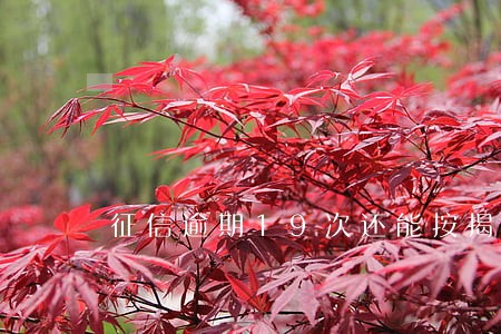 征信逾期19次还能按揭吗 征信逾期19次还能按揭吗