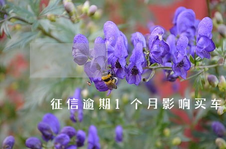 征信逾期1个月影响买车吗 征信逾期1个月影响买车吗