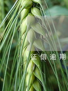 征信逾期2年买房可以吗 征信逾期2年买房可以吗