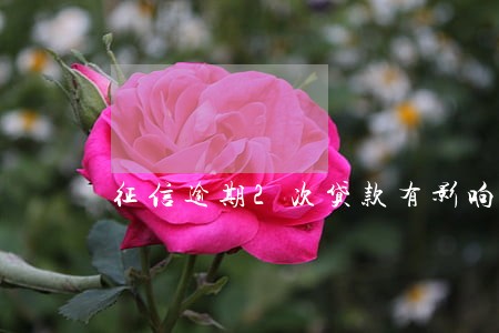 征信逾期2次贷款有影响吗 征信逾期2次贷款有影响吗