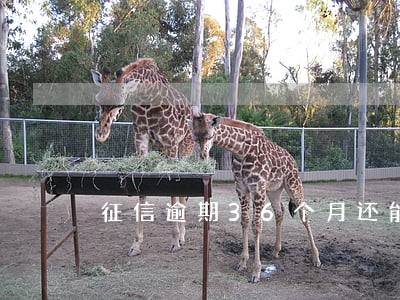 征信逾期36个月还能消除吗 征信逾期36个月还能消除吗