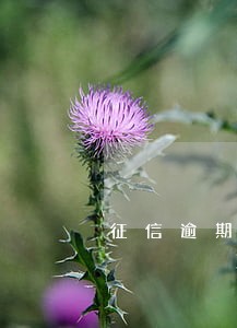 征信逾期4年会消除吗 征信逾期4年会消除吗