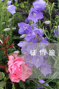征信逾期4期可以贷房贷吗 征信逾期4期可以贷房贷吗