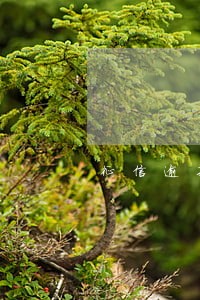 征信逾期4次可以贷款买车吗 征信逾期4次可以贷款买车吗